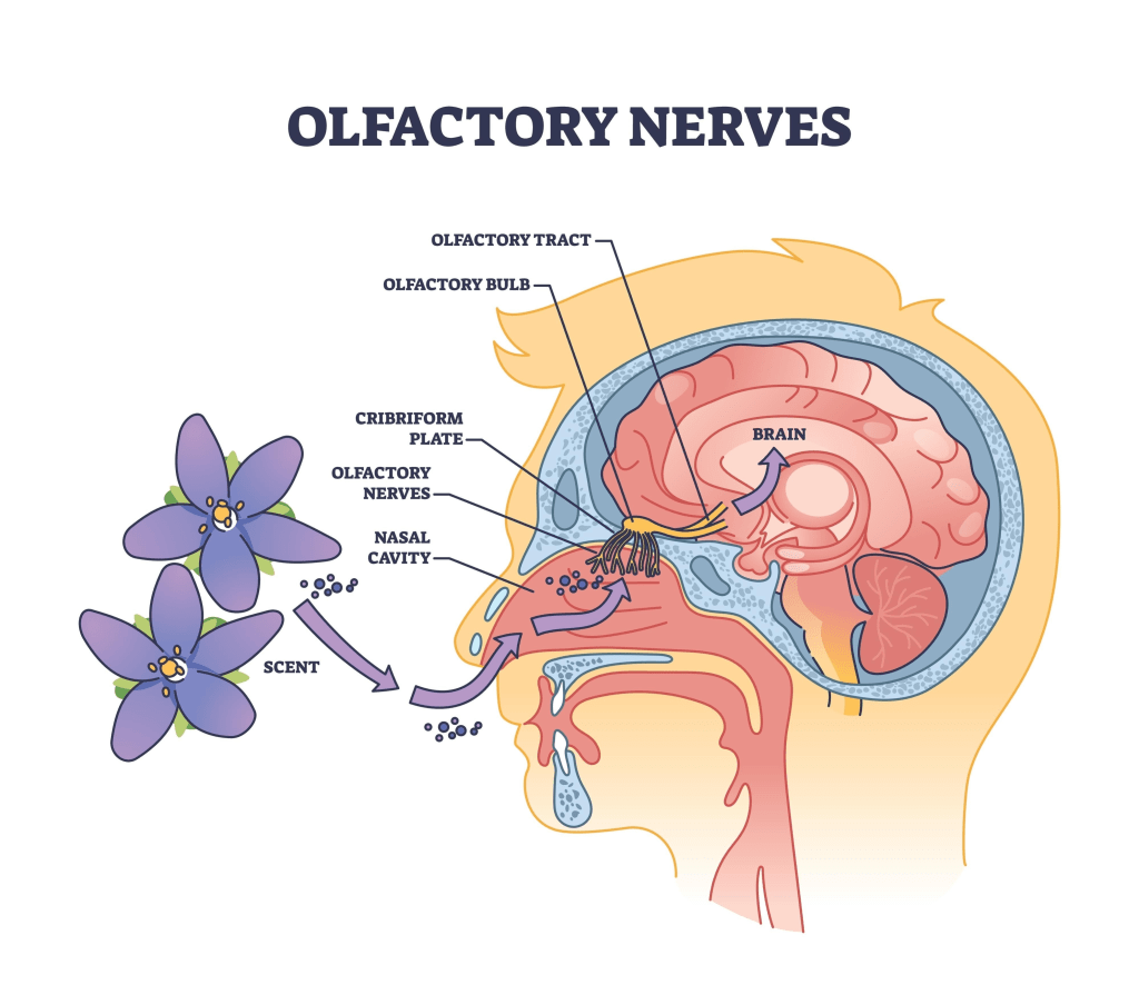 Anatomical diagram showing how scent molecules travel from nasal cavity to olfactory bulb and directly to the limbic system and amygdala in the brain