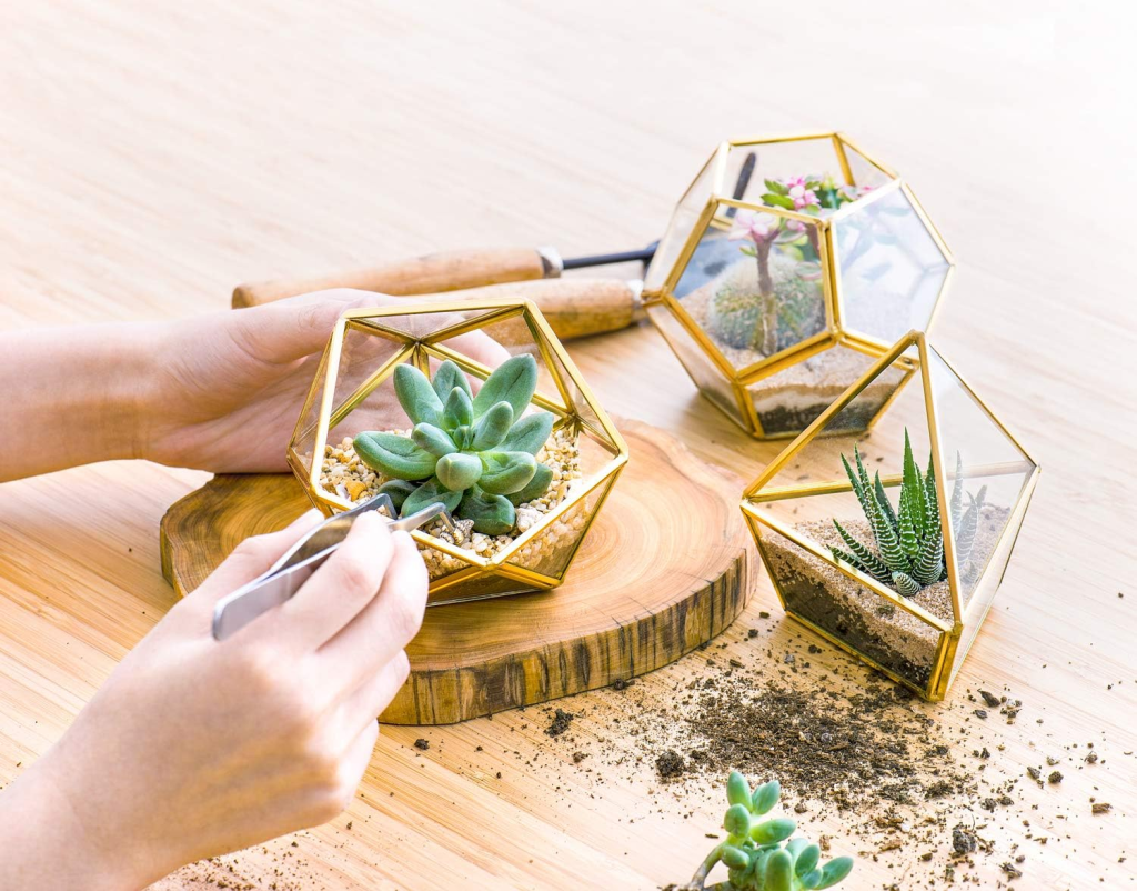 Hands arranging succulents in geometric glass terrariums with soil on a wooden table, modern indoor plant decor DIY, minimalist home decor and terrarium gardening inspiration.